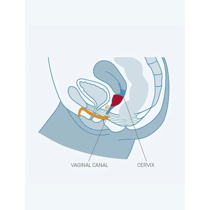 FUN CUP TAGLIA SINGOLA B UVA - CHARME VIBE